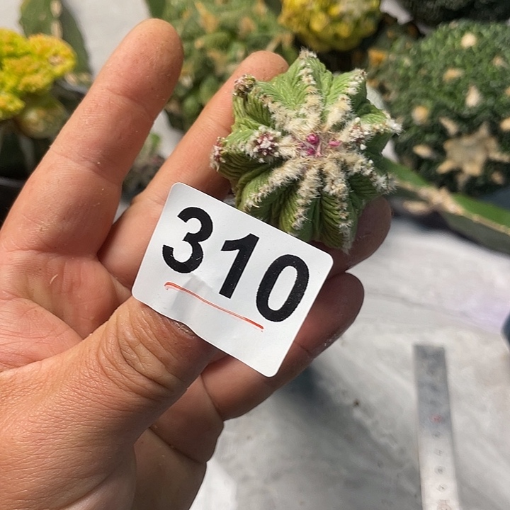 完全开放310老花龙单头