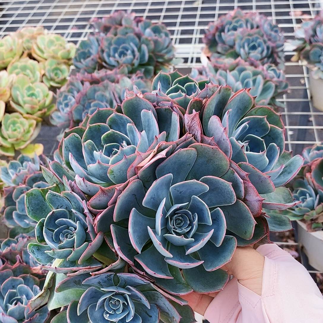 阿美星多头群生整桩整群