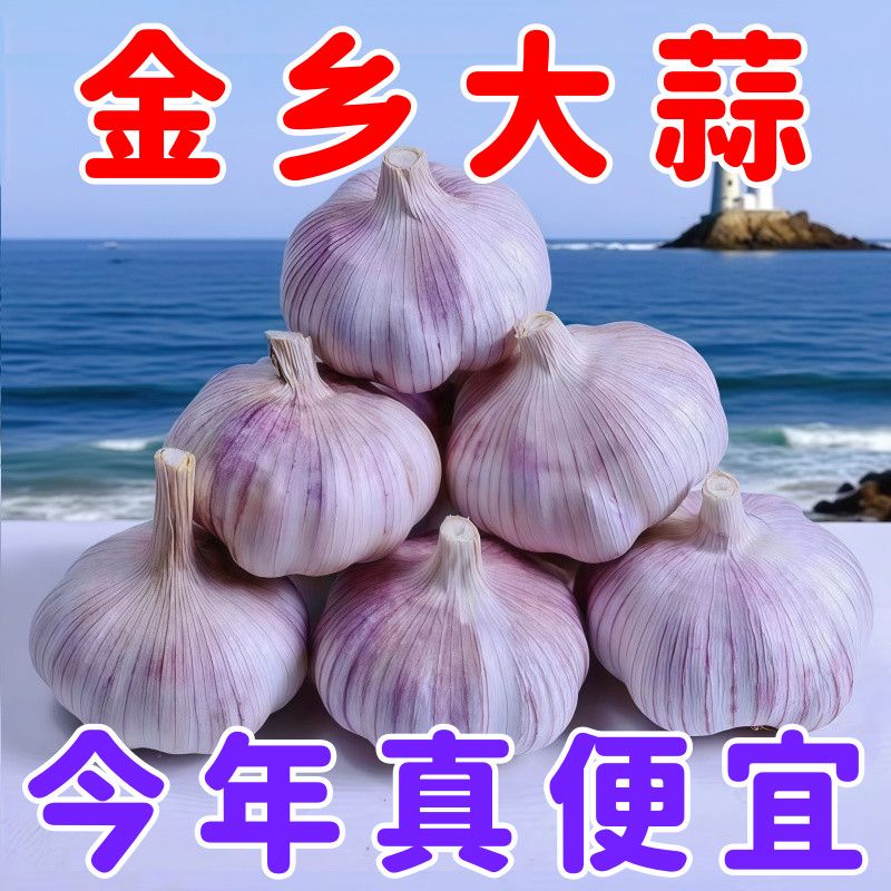 【特惠5斤大蒜】紫白皮大蒜头干蒜批发紫皮大蒜商用大蒜便宜