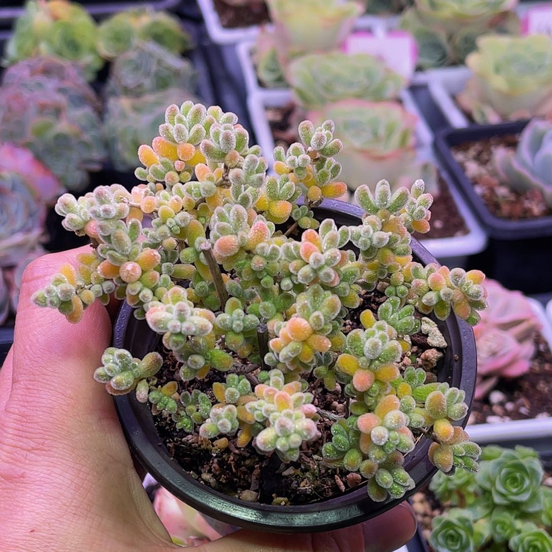 冰晶四年老桩 非偏远包邮