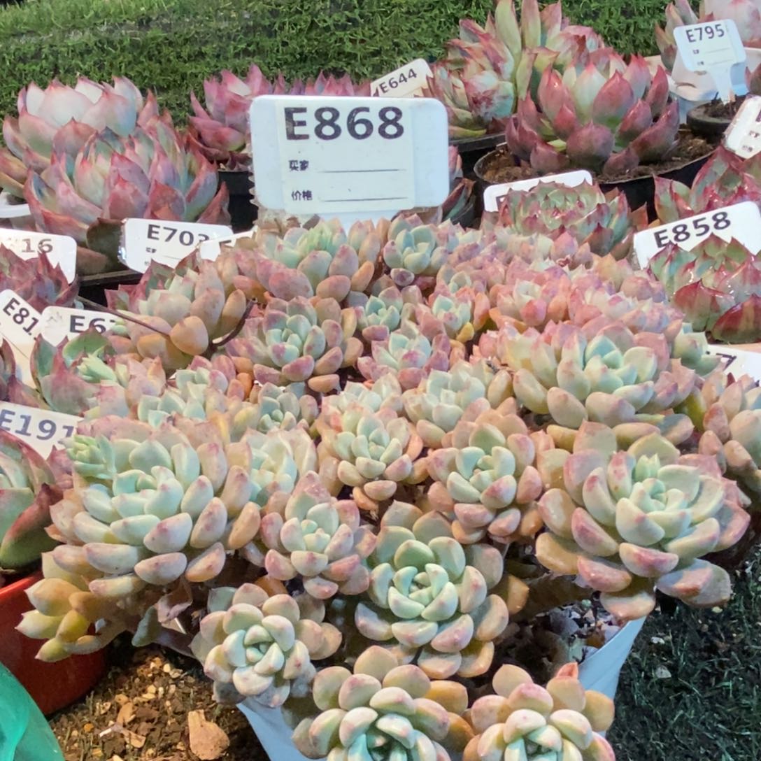 粉布偶多肉植物868