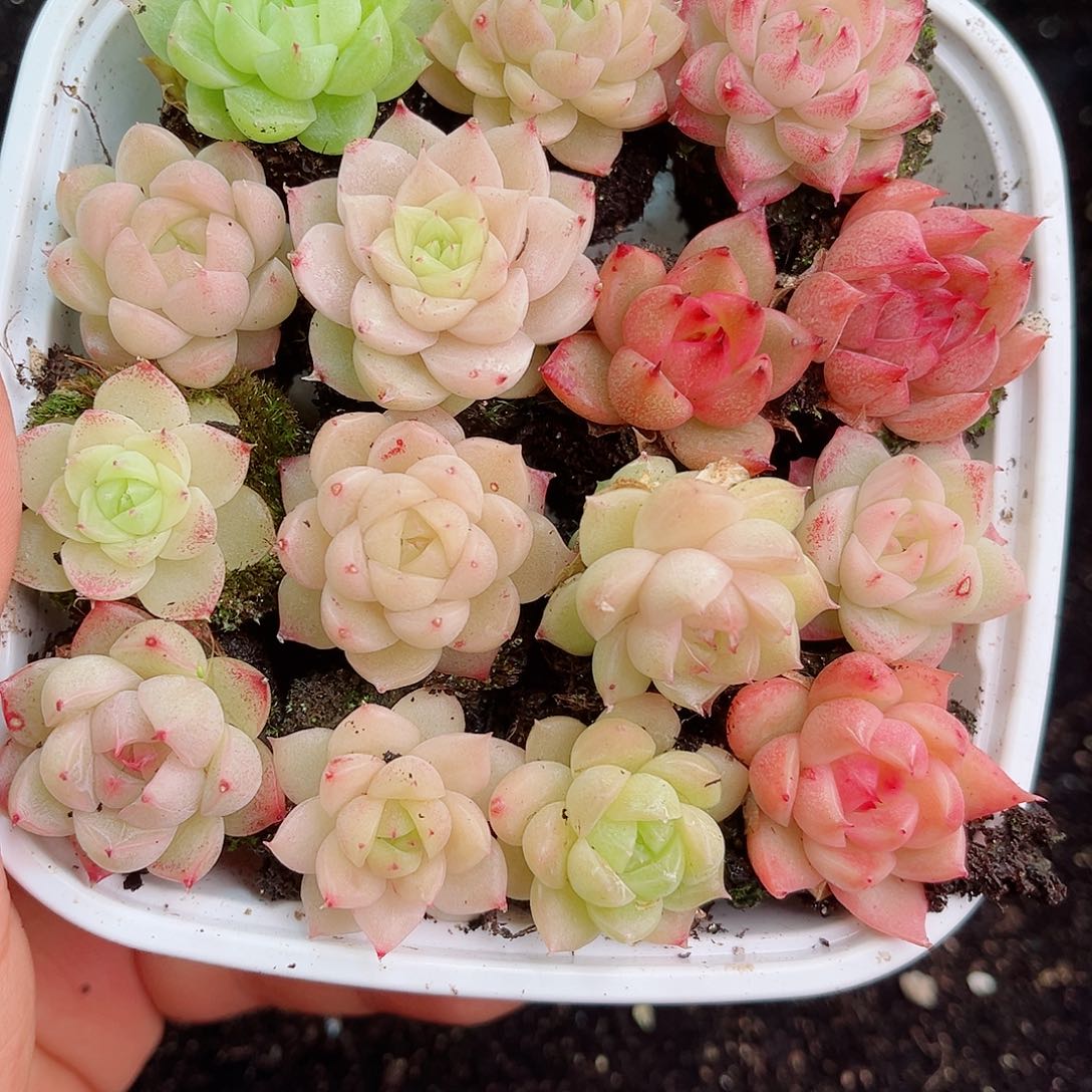 1-690 新疆西藏内蒙不发零度以下拍保温箱不拍不包损