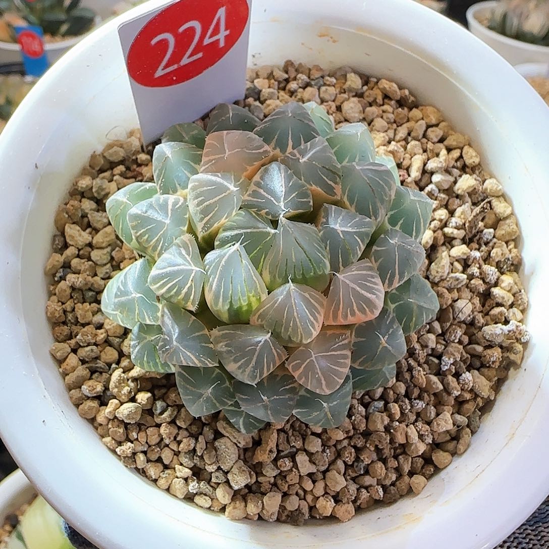 224粉白糊斑霓虹灯一物一拍 5厘米左右