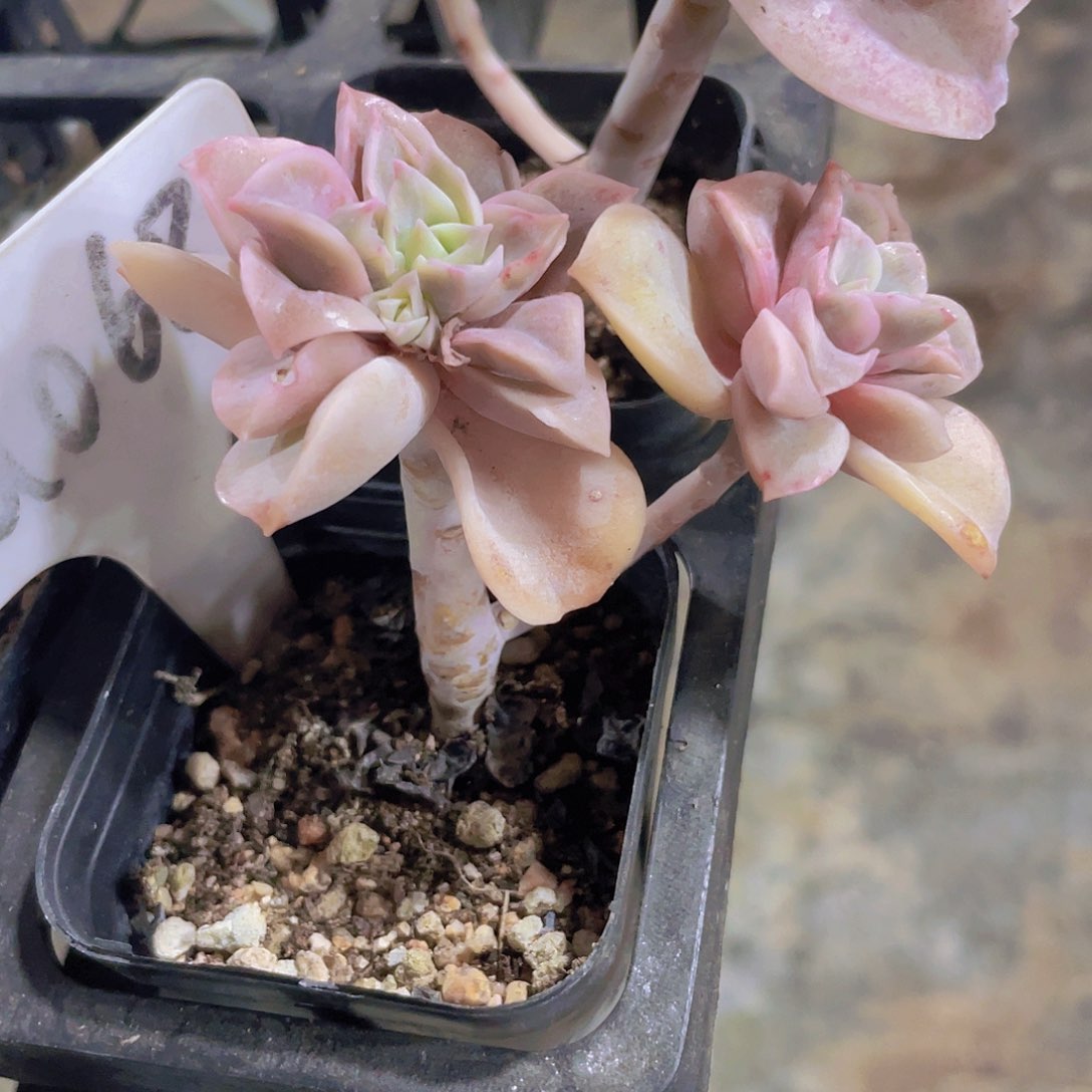 可爱玫瑰石化a068一物一拍