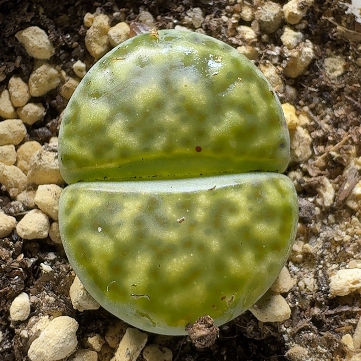 生石花1111111。   312