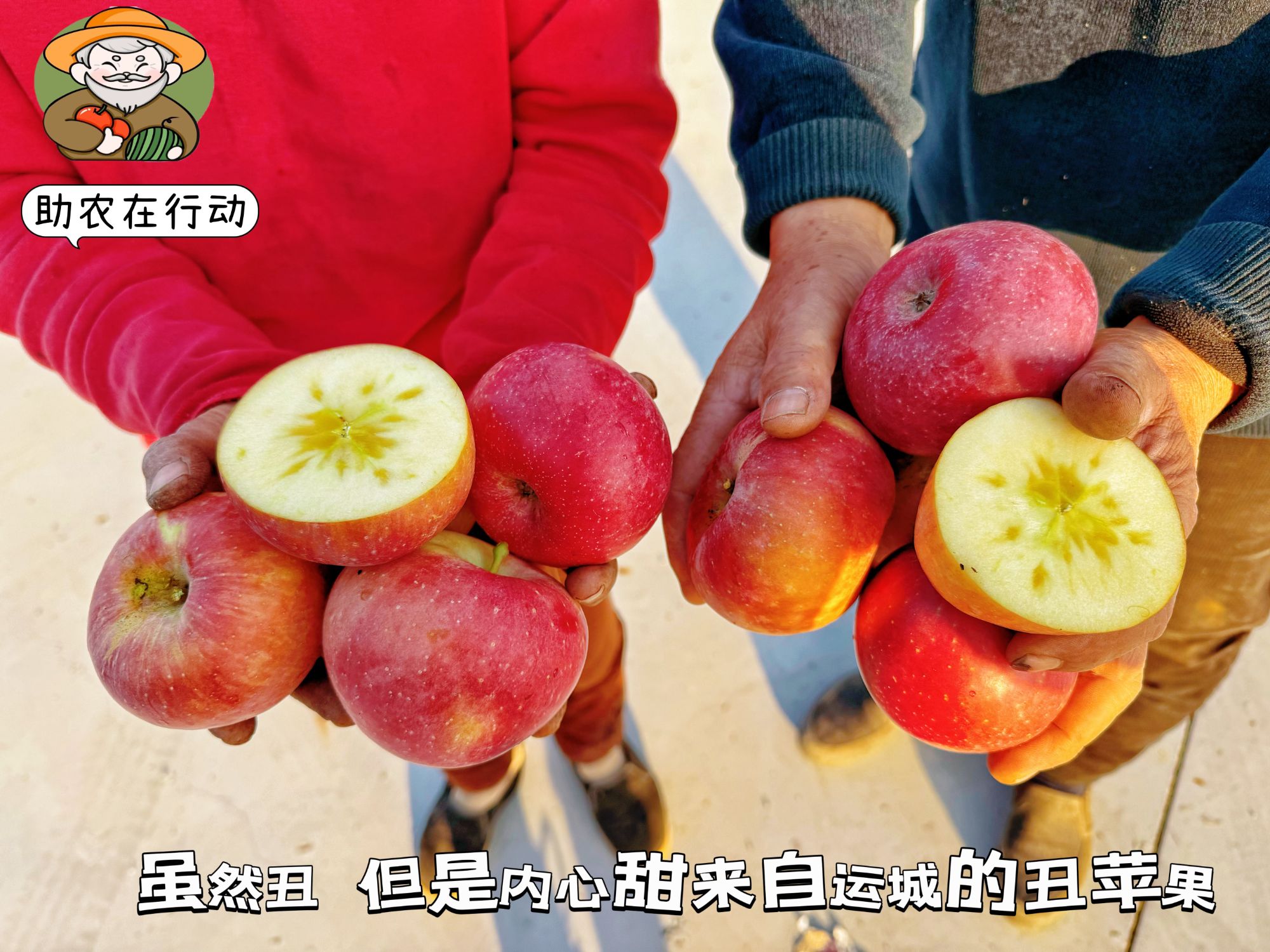 新鲜采摘多地冰糖心丑苹果脆甜可口当季美味水果