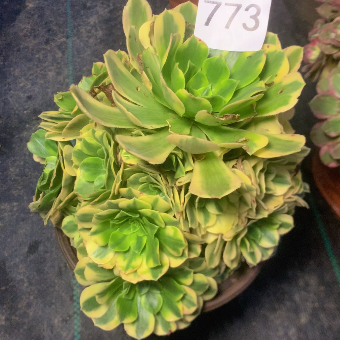 773金丝翡翠多肉植物