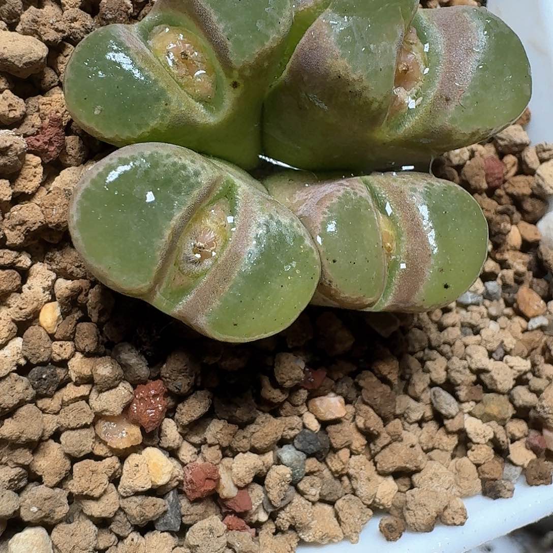 213盒多肉植物哇f g g