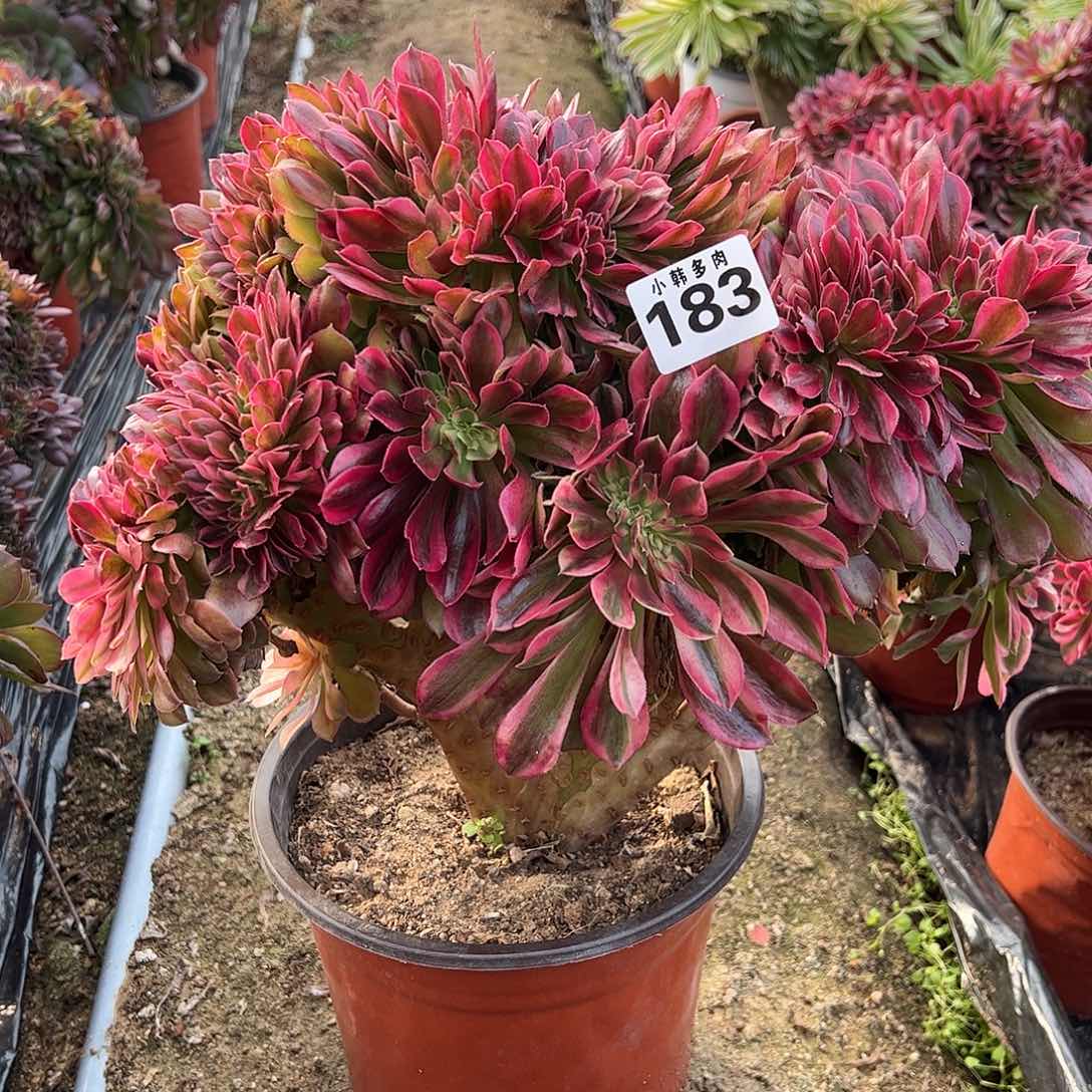 183香妃缀化法师一颗