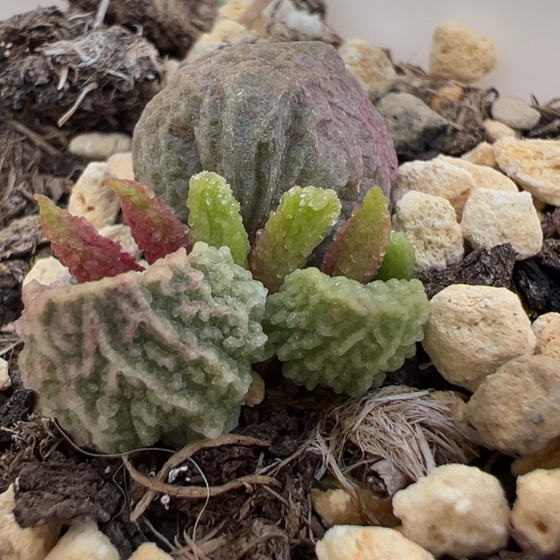 圆叶竖条纹实生新品大苗