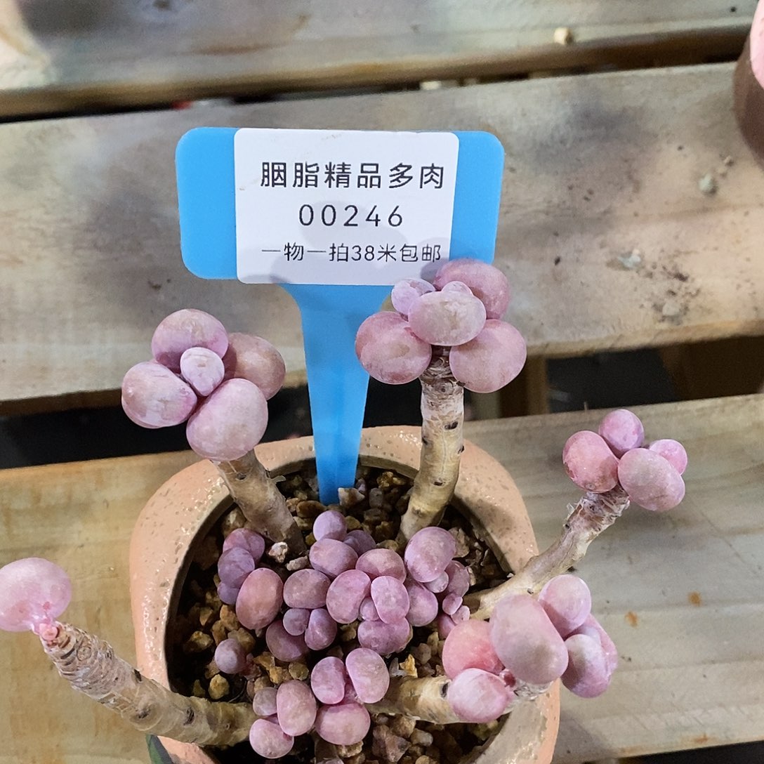 00246阿奎好了吗姐姐咯了