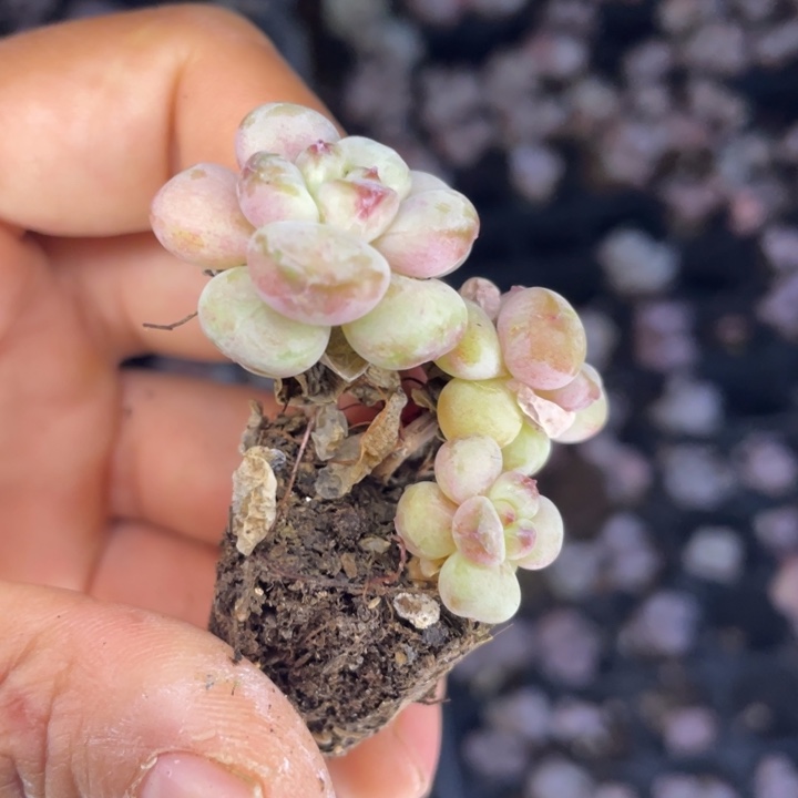 阳光玫瑰发2颗满18包邮