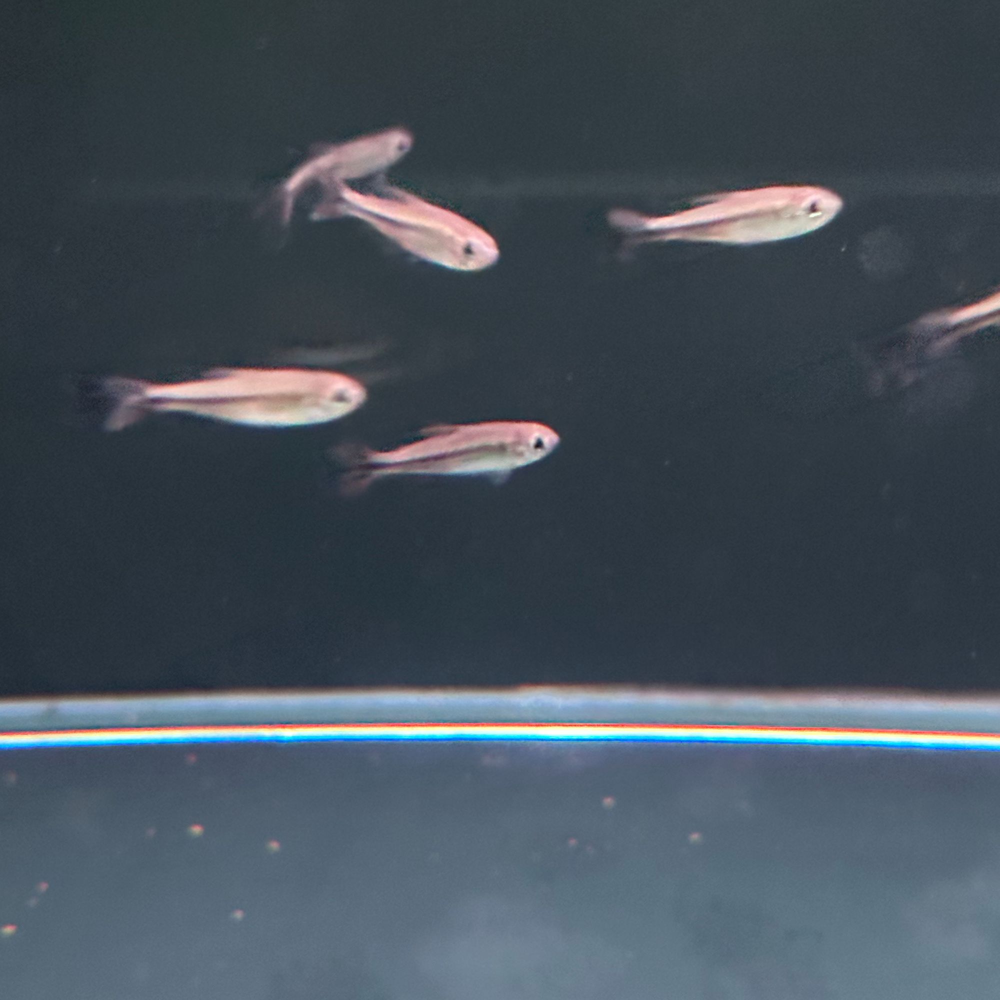 西西小鱼 黄钻可卡灯鱼