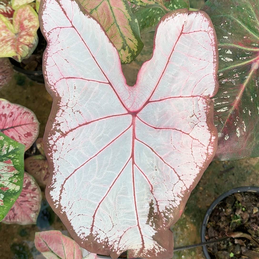 287-0122冰沙彩叶芋泰国发货