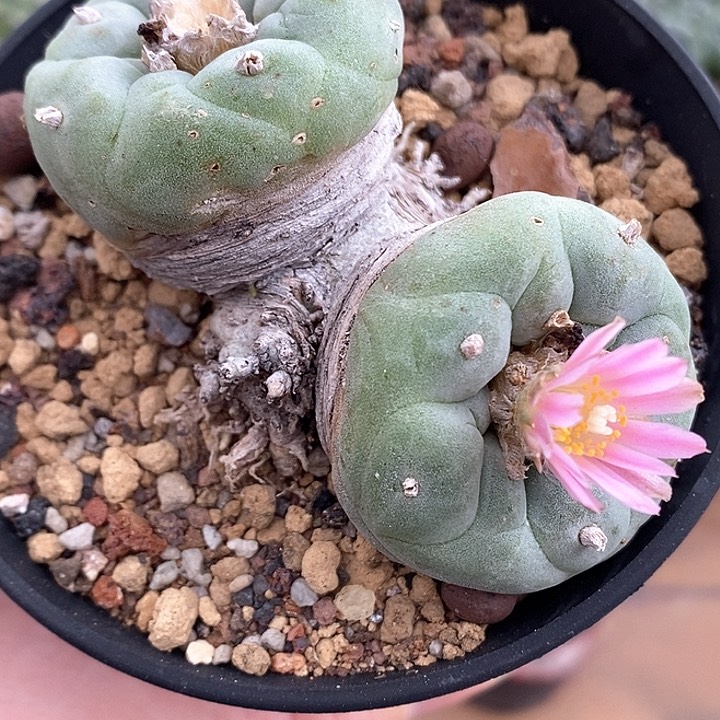 15自根哈哈哈哈哈