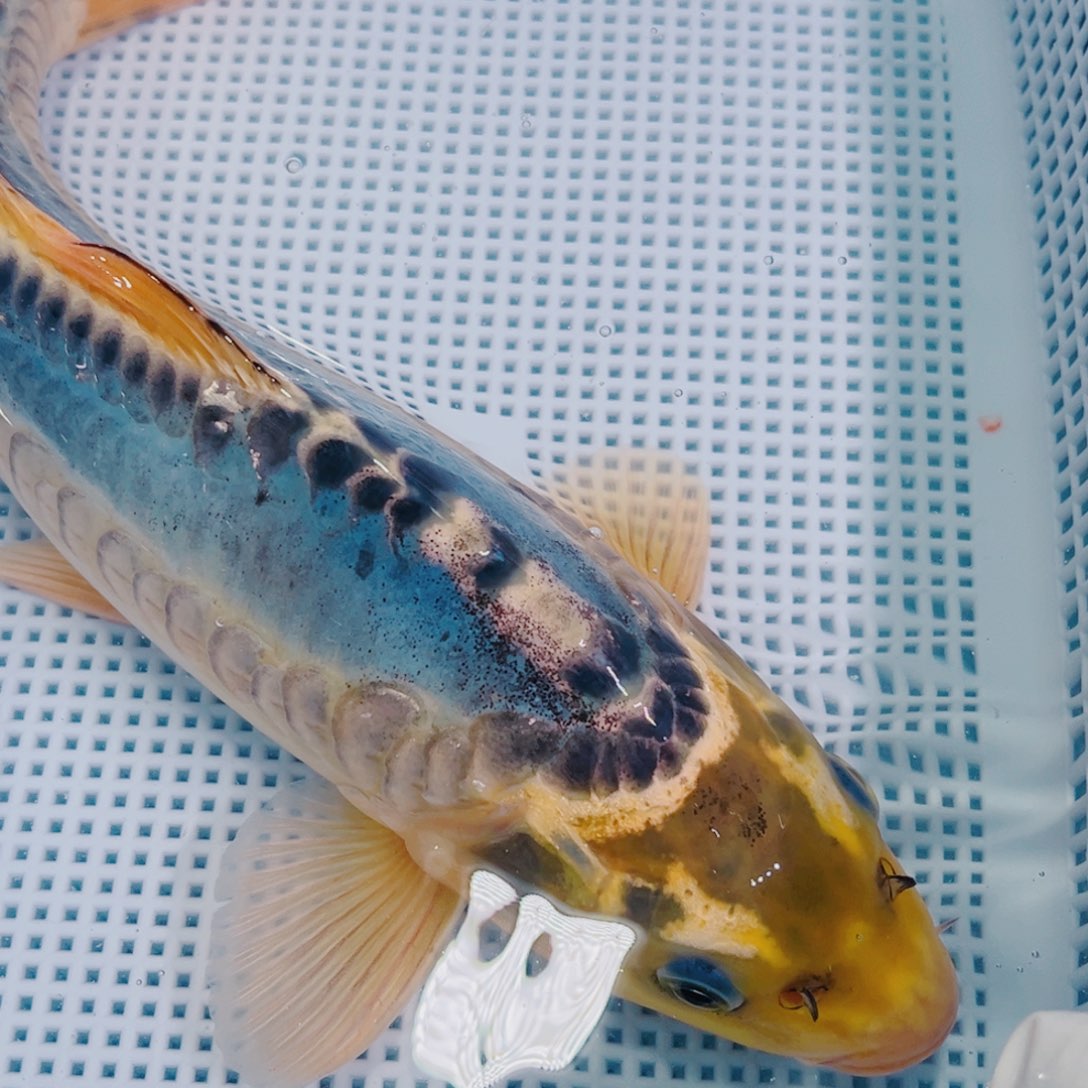 锦鲤锦鲤冷水鱼观赏146