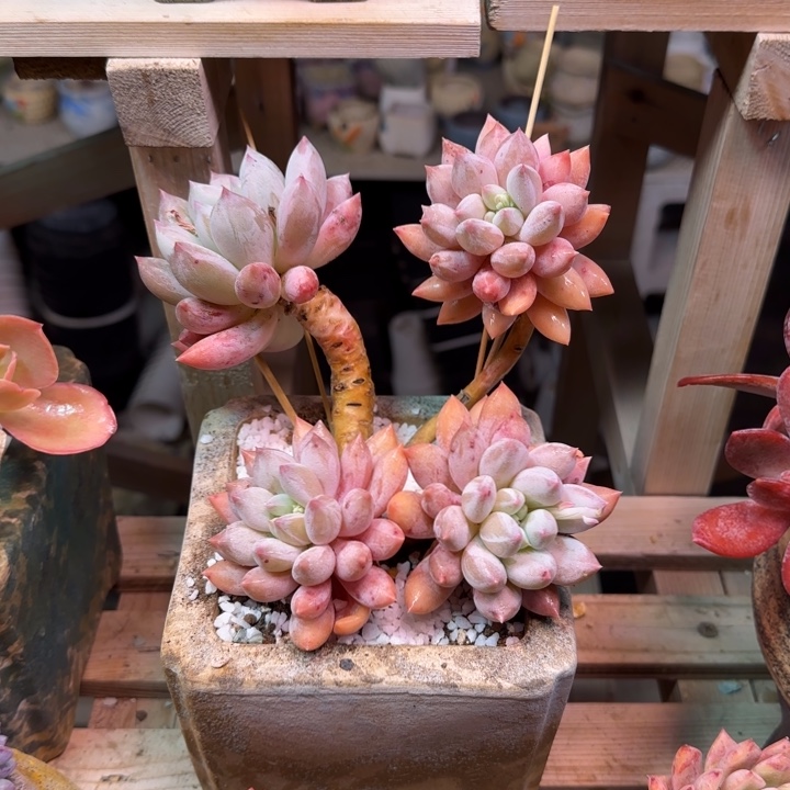 索罗门多肉植物dong xi bu