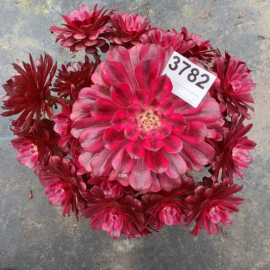 红陶3782美姬多肉