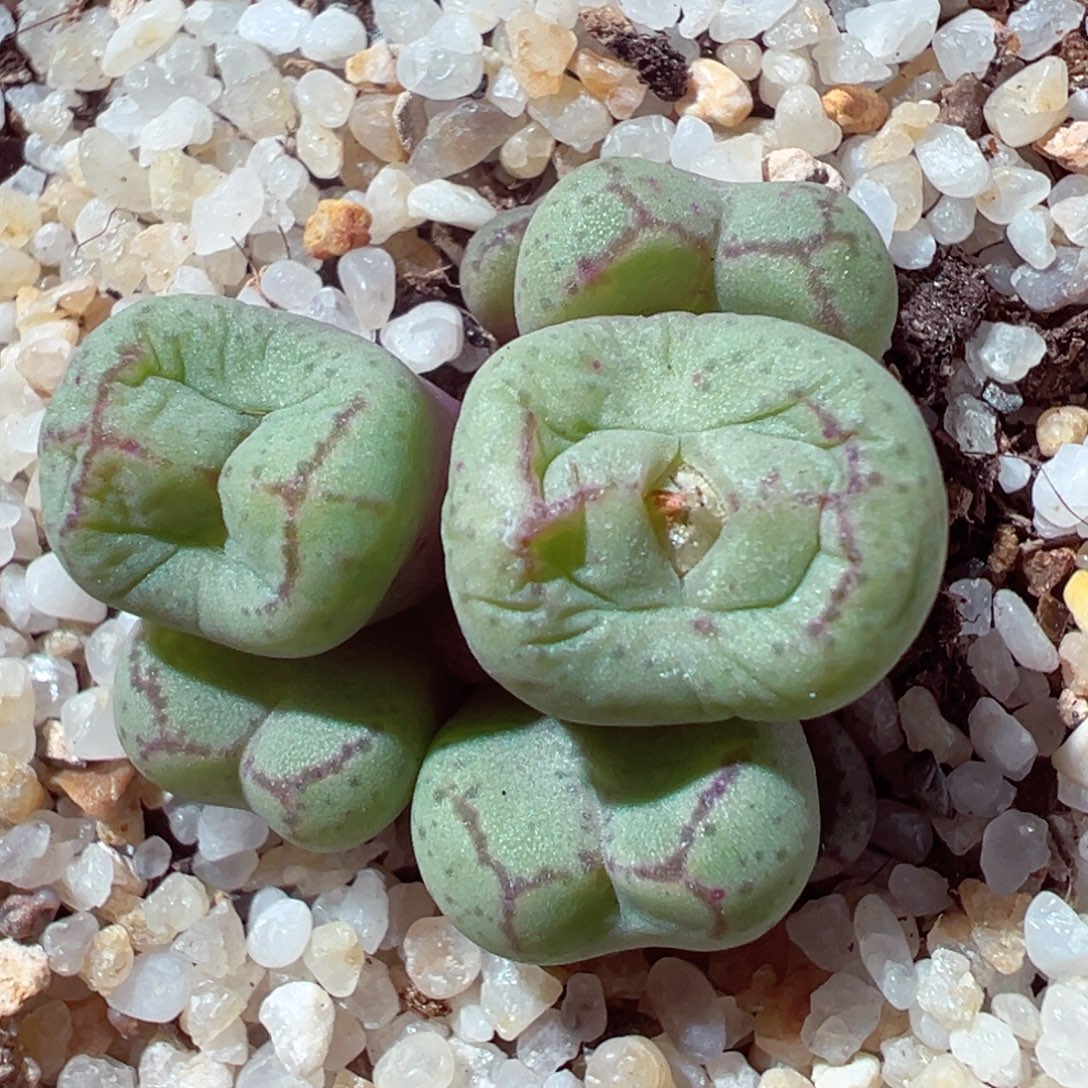 1229-305多肉多日猴脸