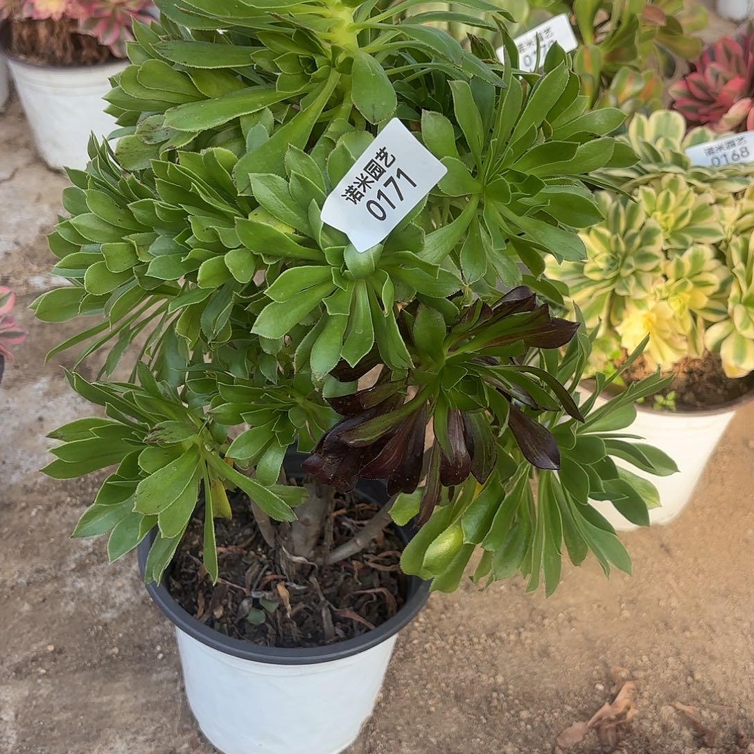 绿法师手捧多肉植物171