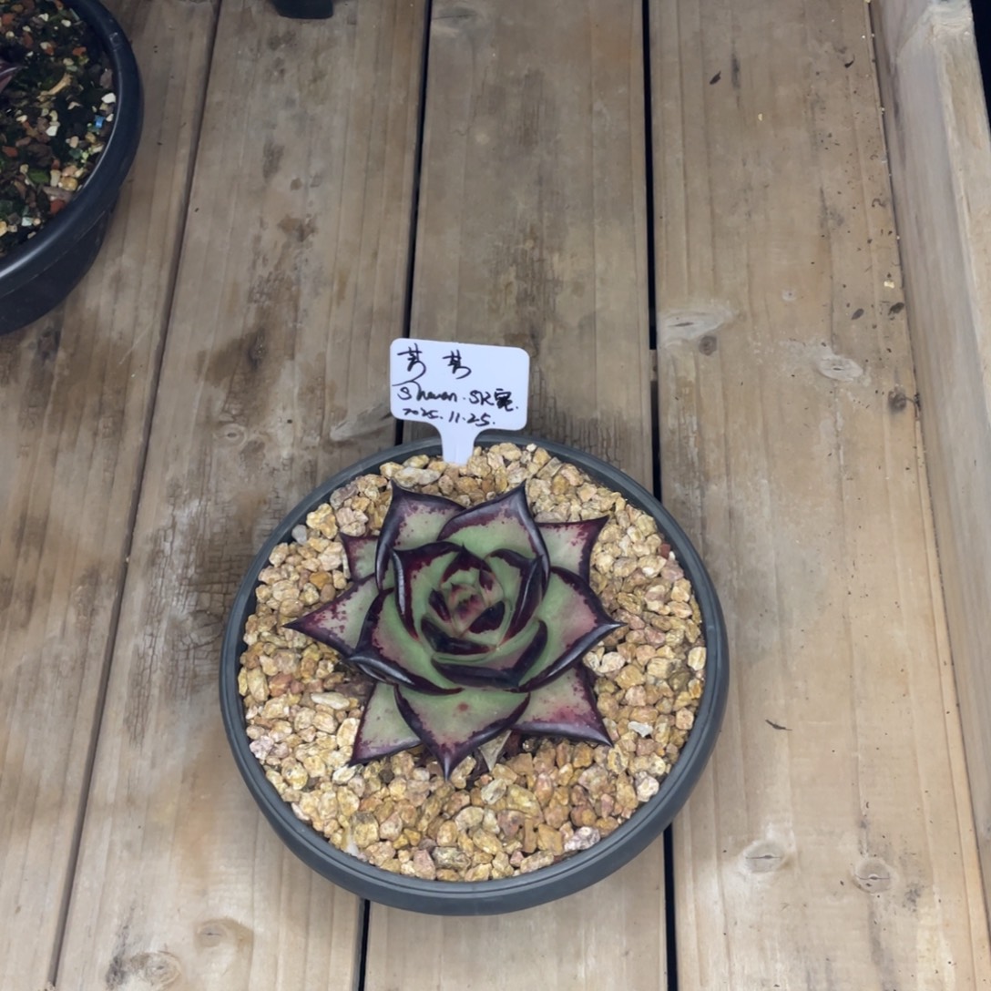 芳***芳多肉植物，山人园艺