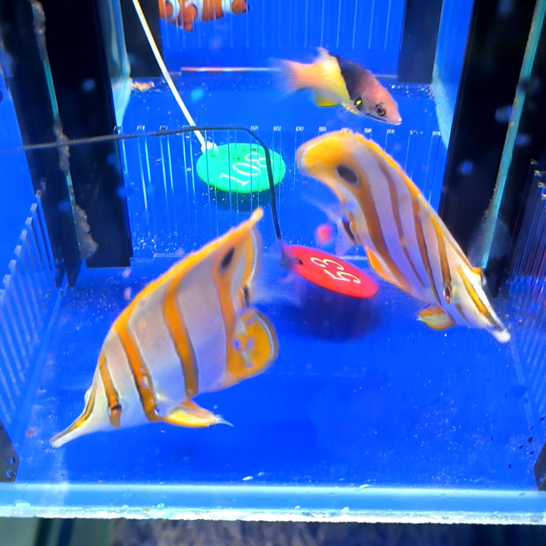海水鱼三间火箭9+/1-10-53