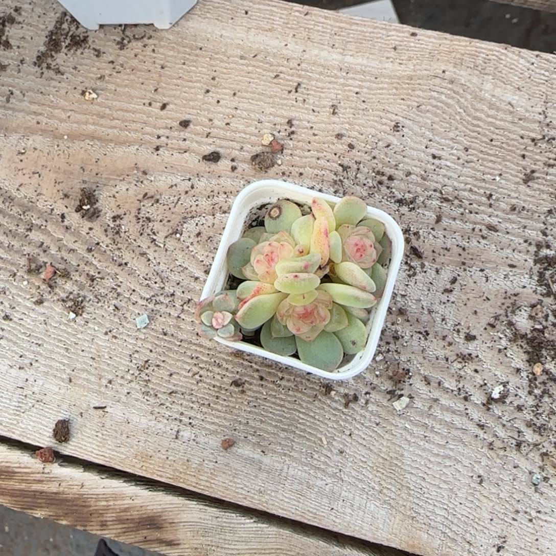 733 相柳4头一个满25包邮