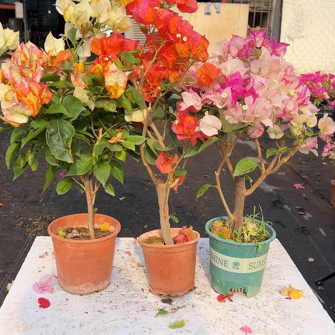 大部分花苞少量开放浅彩虹，宝老橙，皇后组合