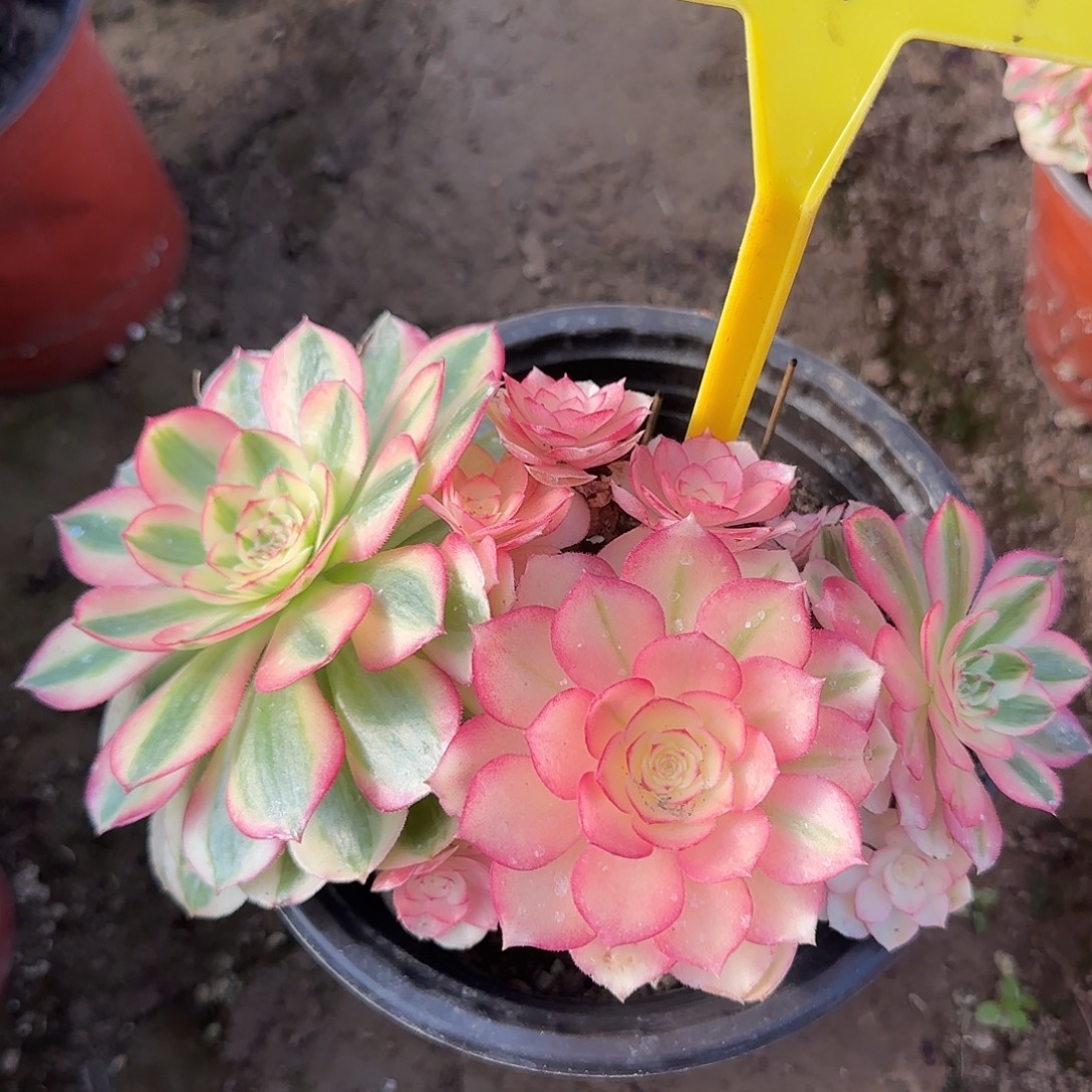 4147---倾城多头多肉