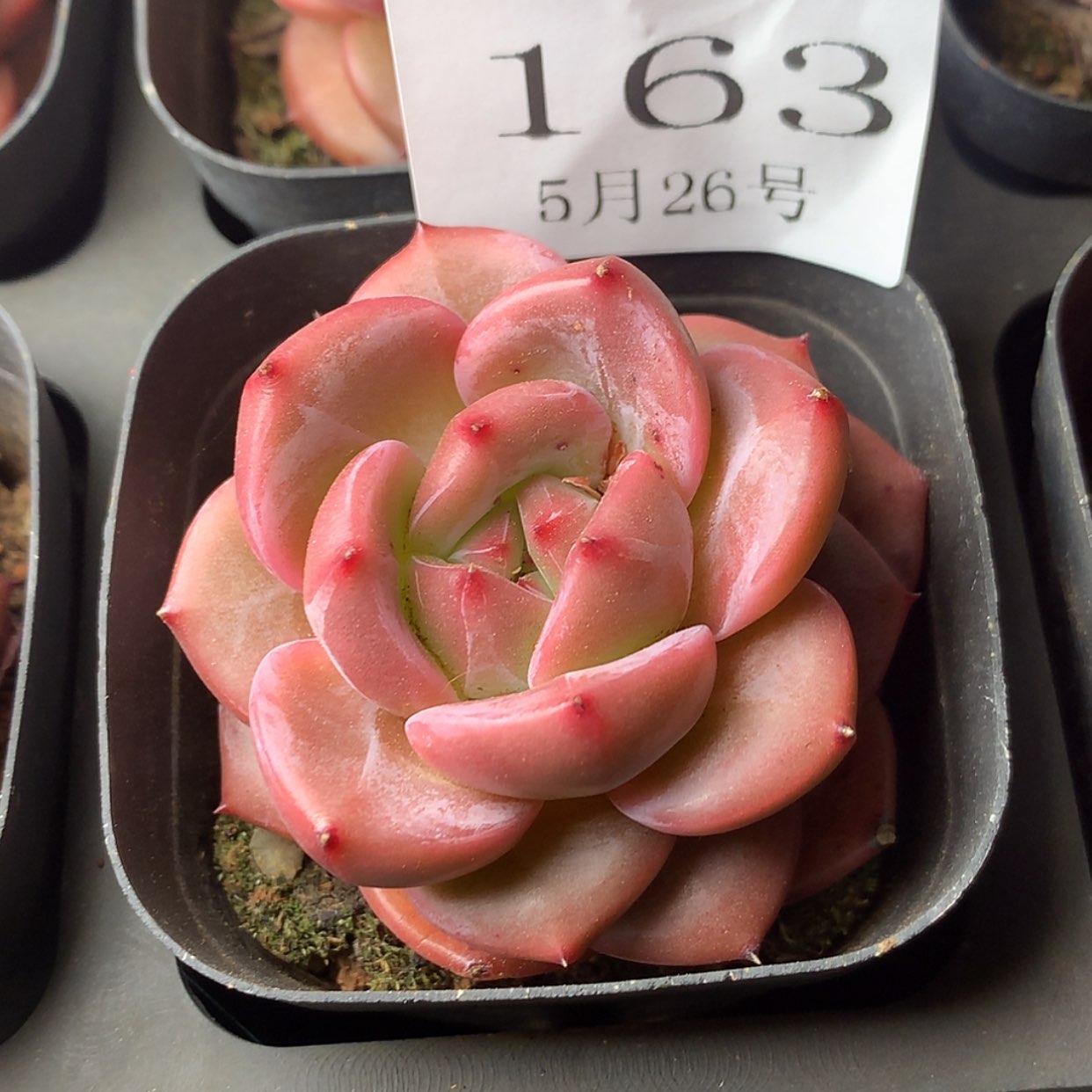 【闪购商品】云163号