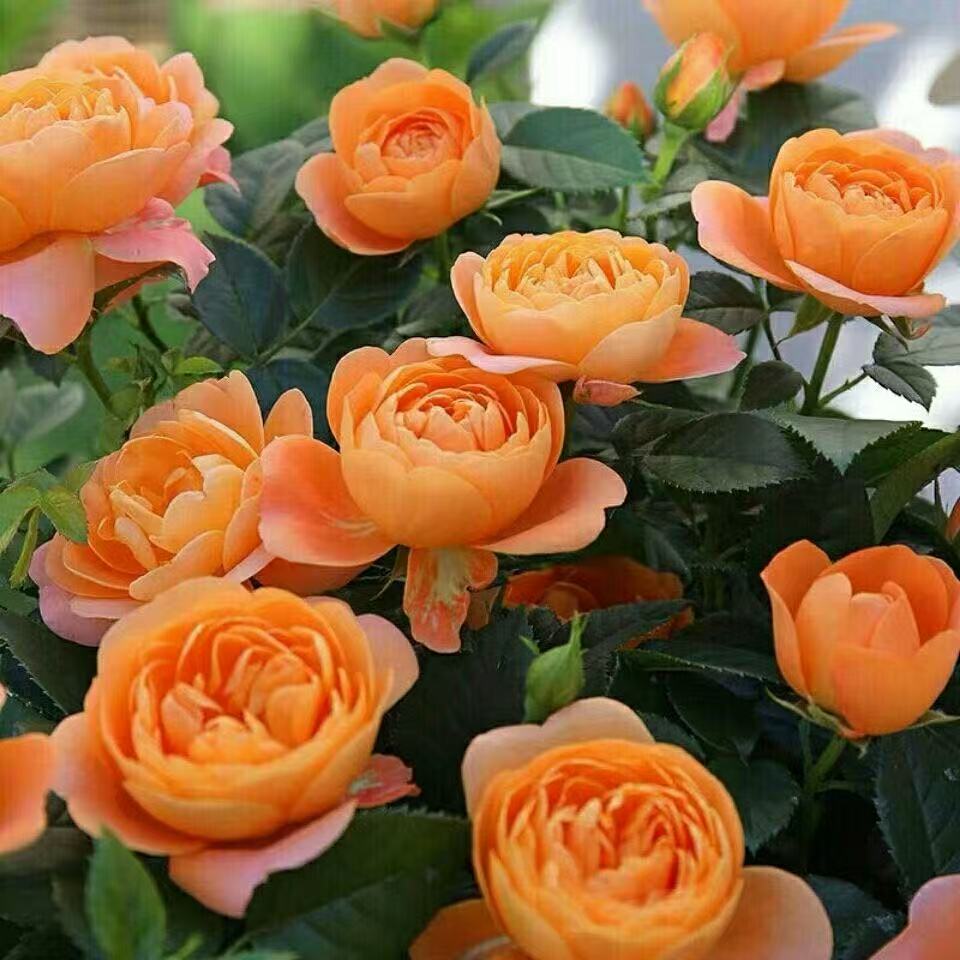 果汁阳台月季花苗盆栽庭院花卉四季开花大花浓香带花苞