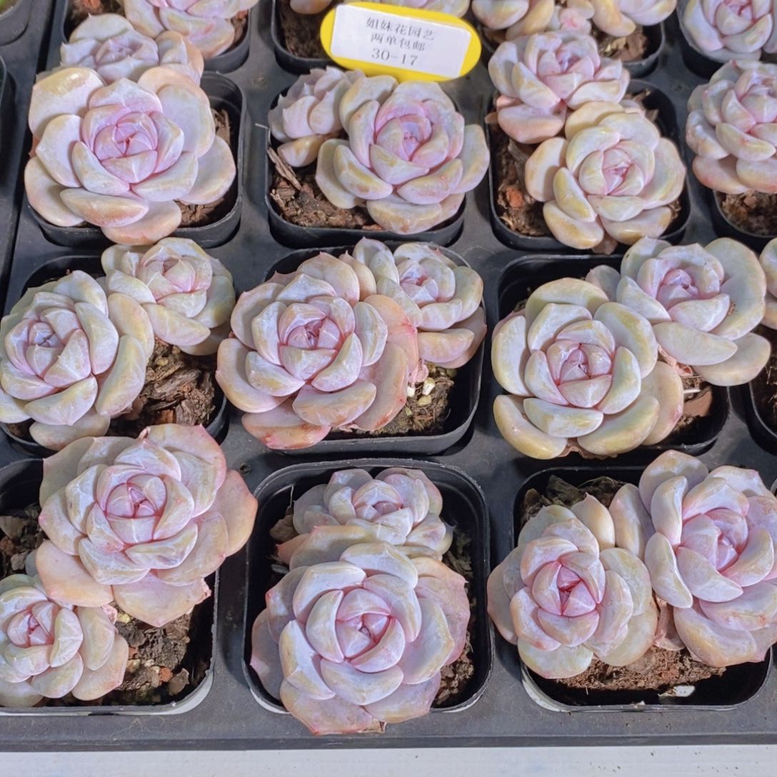 30-17-M精品芋圆啵啵双头一个