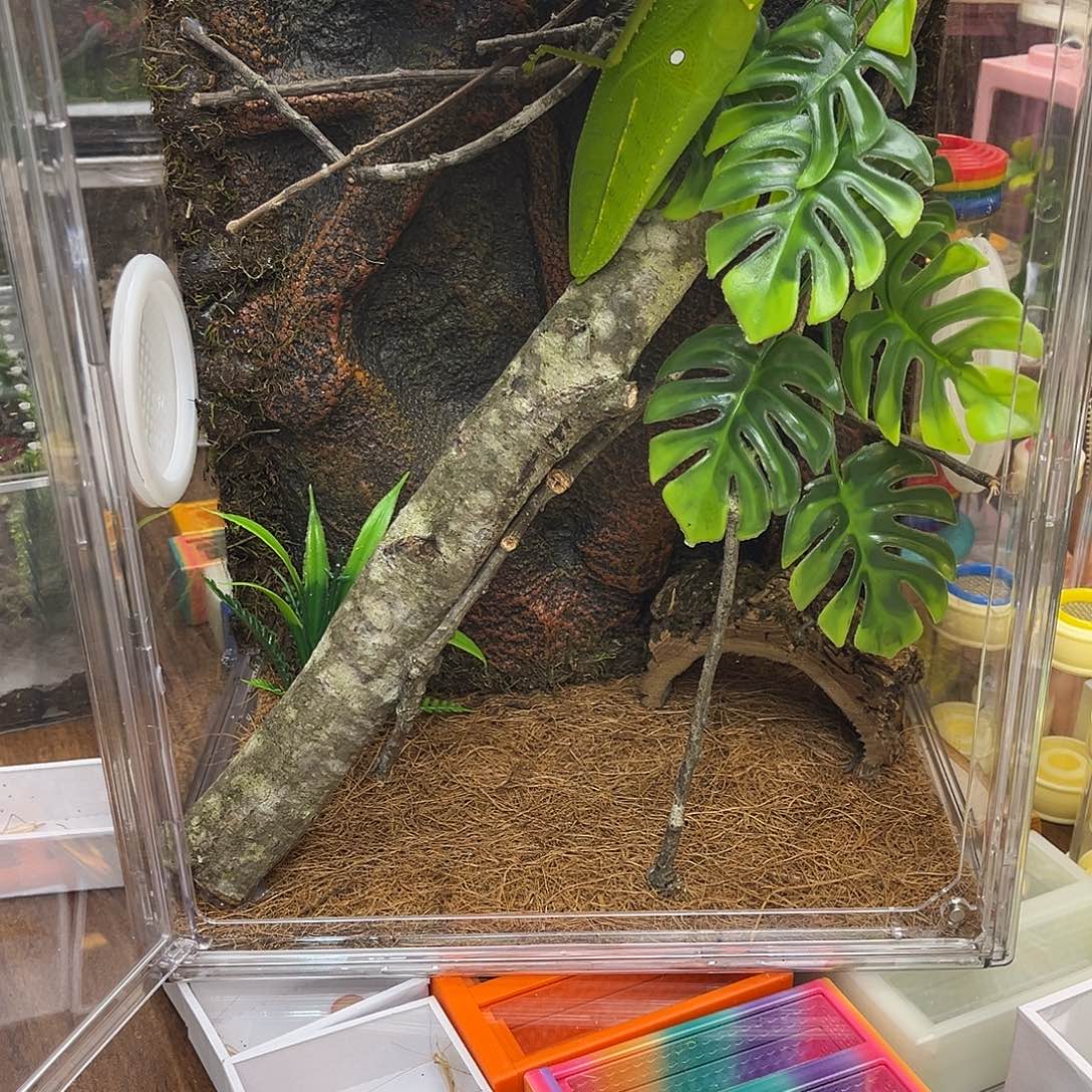 雪***狼热带雨林哈哈哈哈