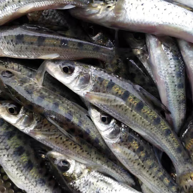 四川渔场直发 现捞四川花骨鱼 水产抗冷抗冻 生态养殖