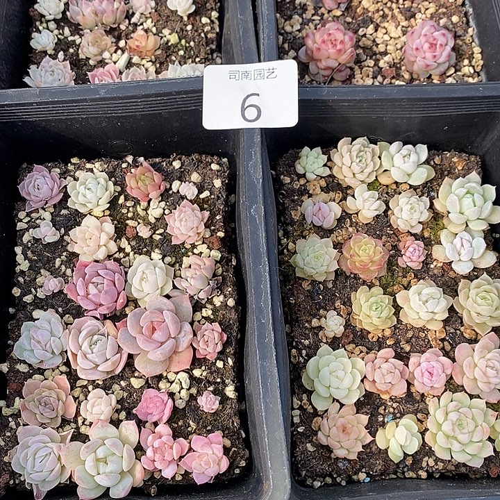 6 多肉植物盆栽花卉