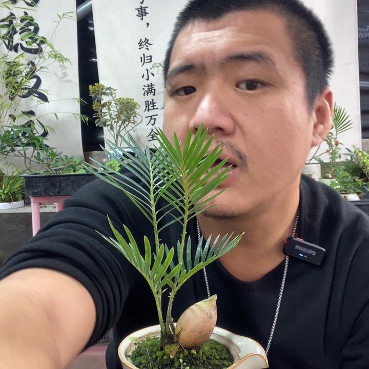 以实际为准盆景盆栽绿植181