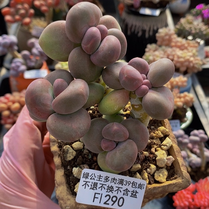 芒果奶7cm290多肉植物