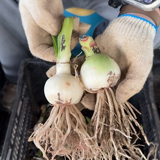 魅力四射籽播苗+展示大师籽播苗 开花可能变异无售后