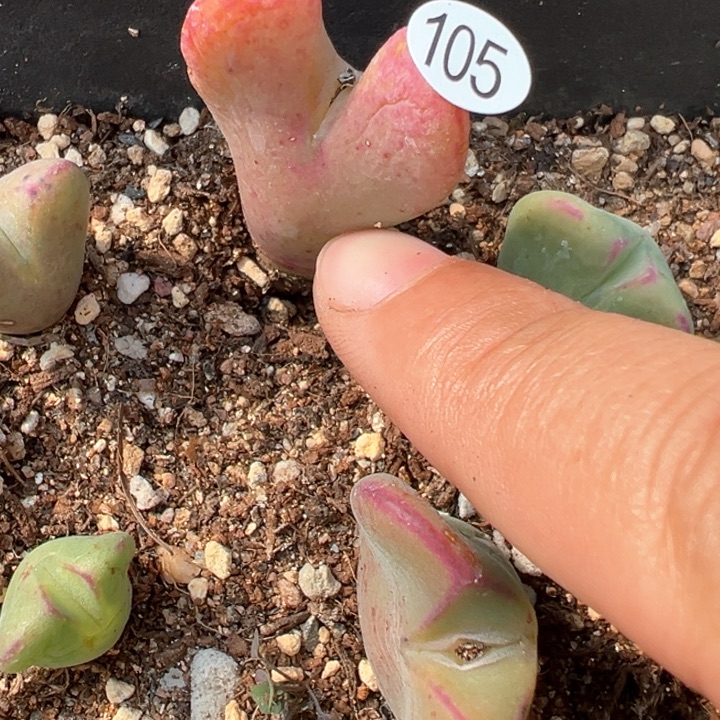 105号多肉植物我d f