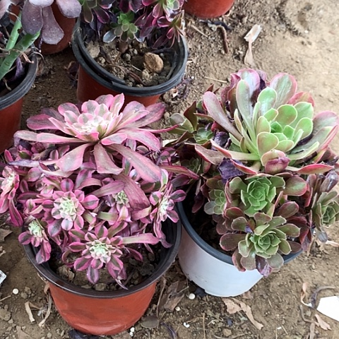 2棵玫瑰玫瑰玫瑰玫瑰