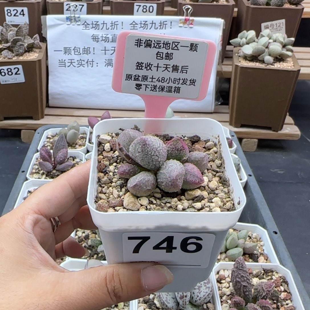 746翡翠哈莫杂多肉植物