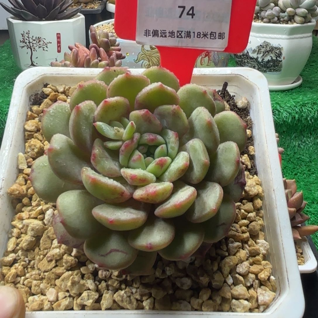 解忧多肉植物编号74