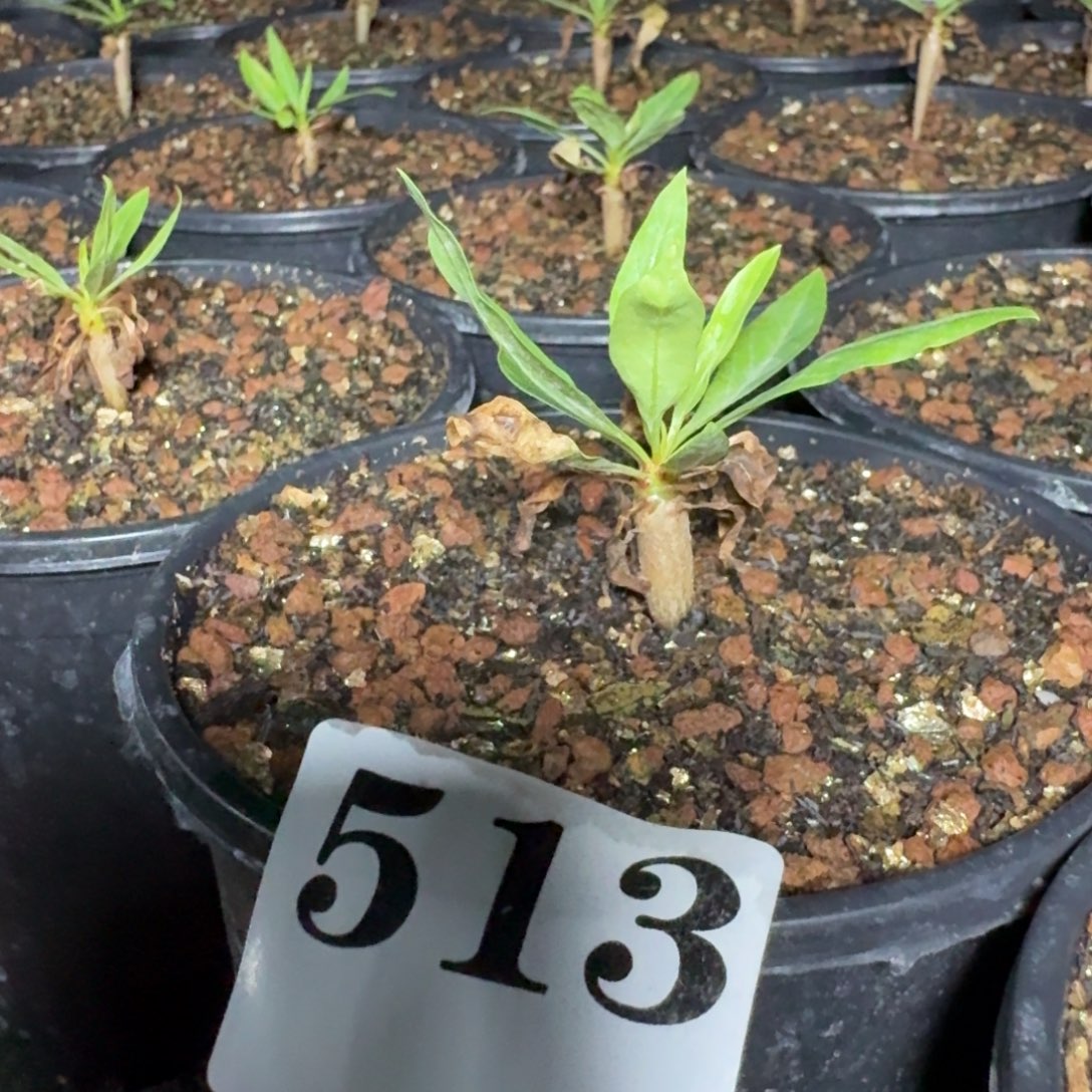 紫福桂花实生多肉植物