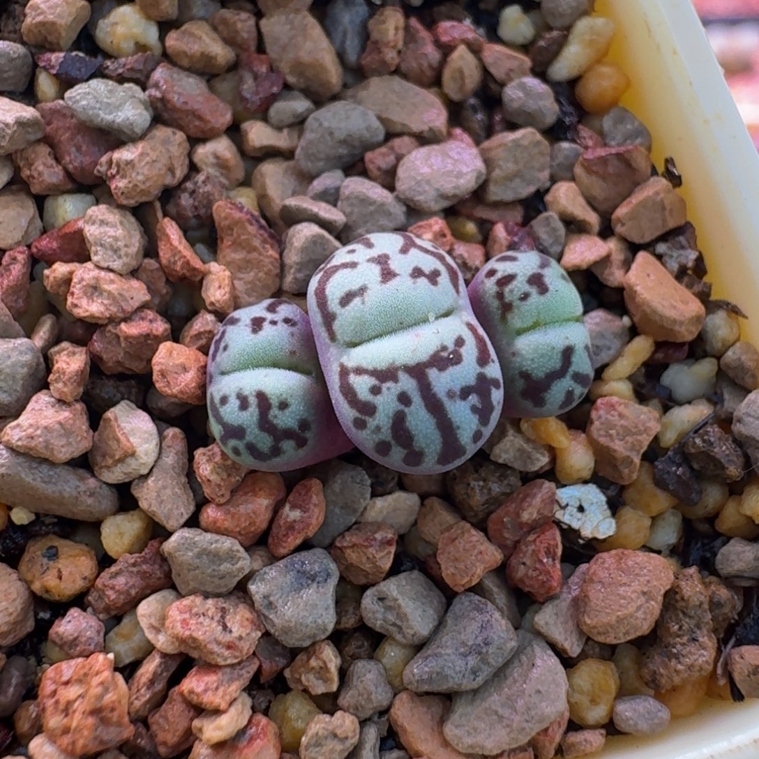 林***琦云缦精品番杏26.20