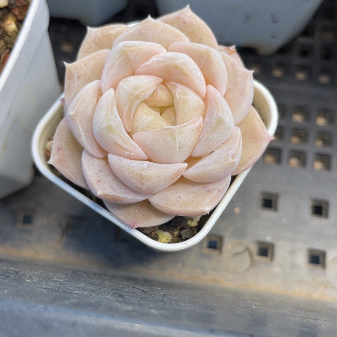 Z1916包子良辰精品