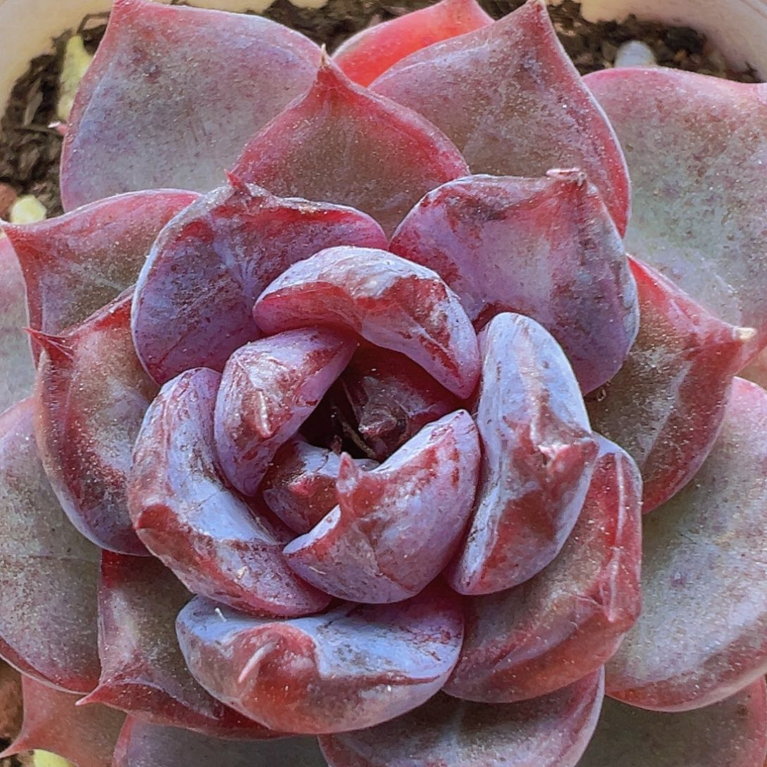 5.5盆黑橙19包邮多肉植物