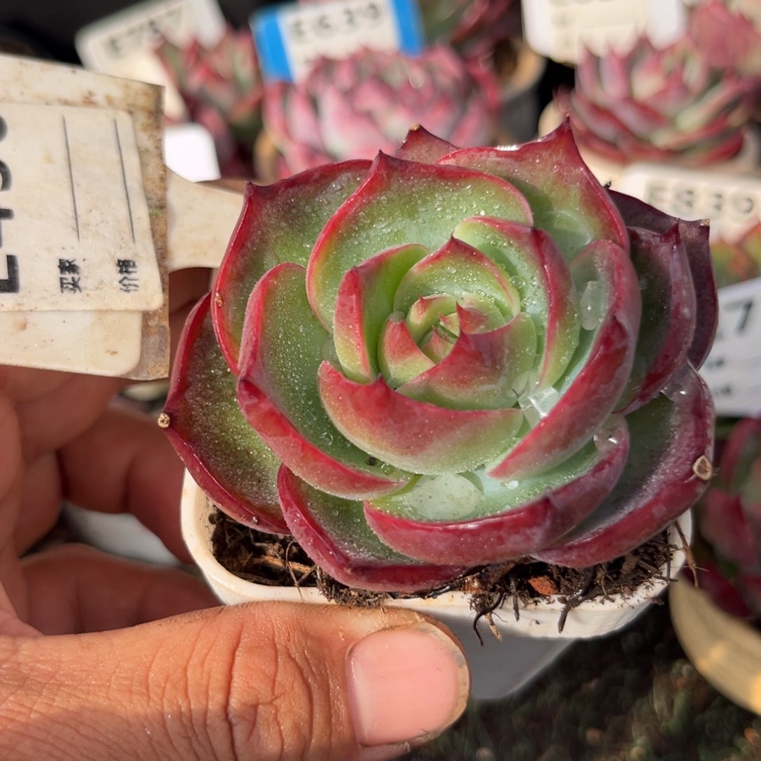 惊鸿一瞥456号多肉
