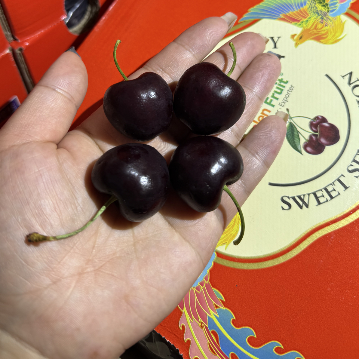 3JD桑缇娜车厘子3斤海运免配送到家桑提纳智力智利智利智利