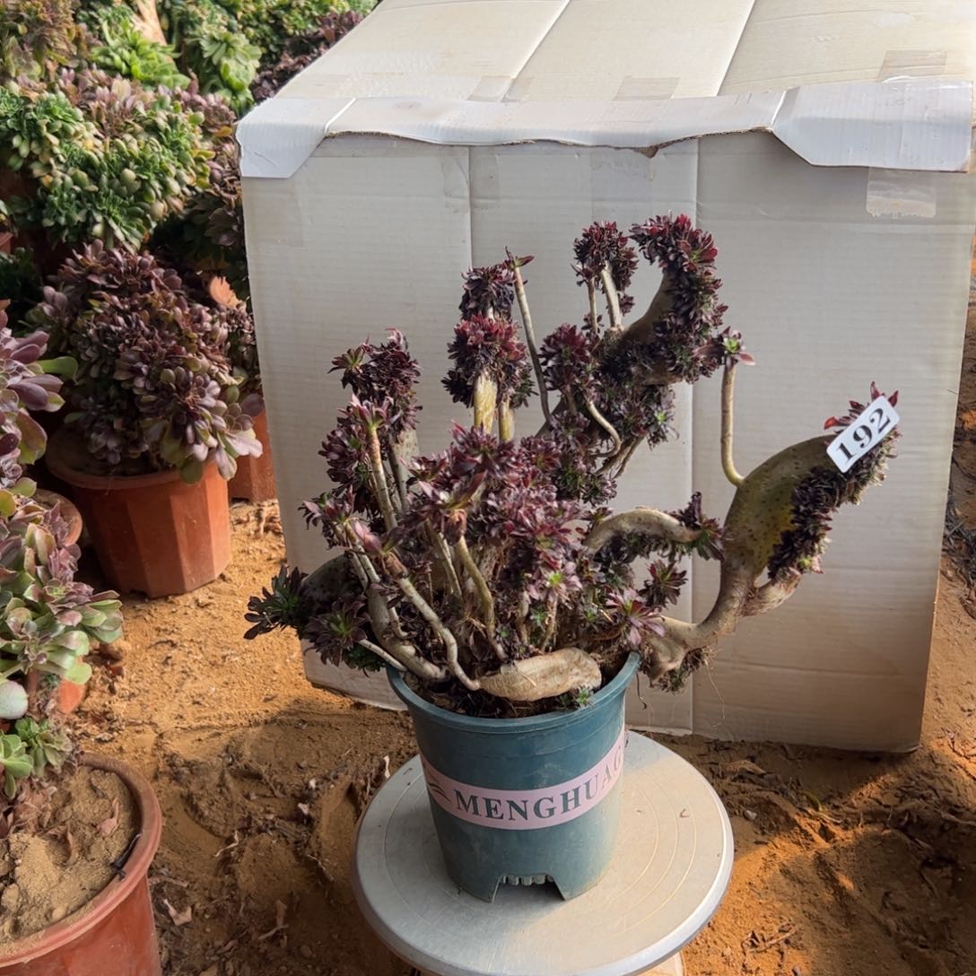 有伤黑缀192官府40