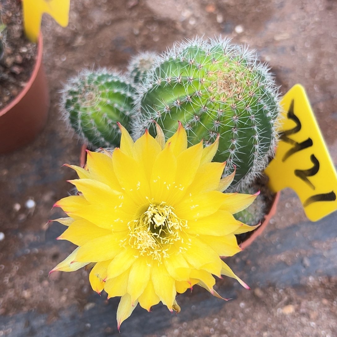 彩草2121，偏远不包邮